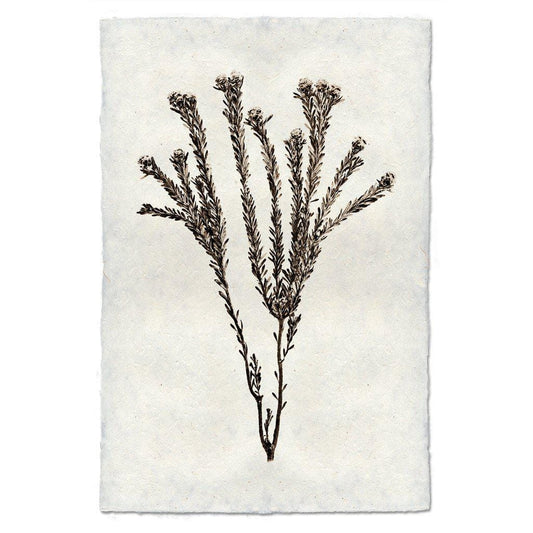 BARLOGA STUDIOS- fine photographs on intriguing papers Natural Forms Tortum Form