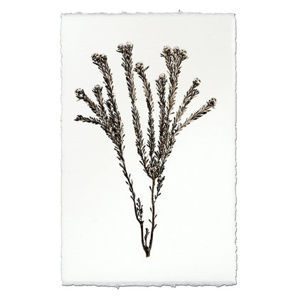 BARLOGA STUDIOS- fine photographs on intriguing papers Natural Forms Tortum Form