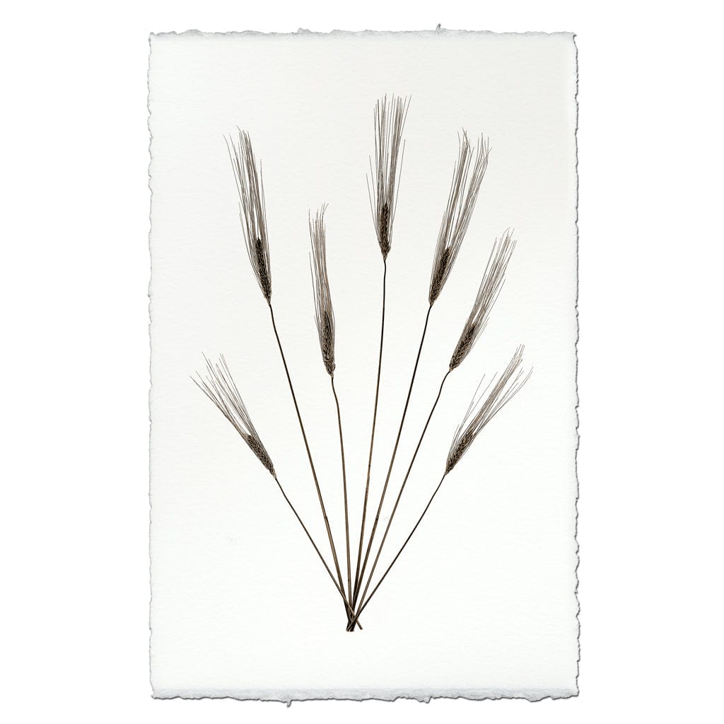 BARLOGA STUDIOS- fine photographs on intriguing papers Natural Forms Wheat Form #2