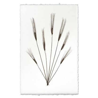 BARLOGA STUDIOS- fine photographs on intriguing papers Natural Forms Wheat Form #2