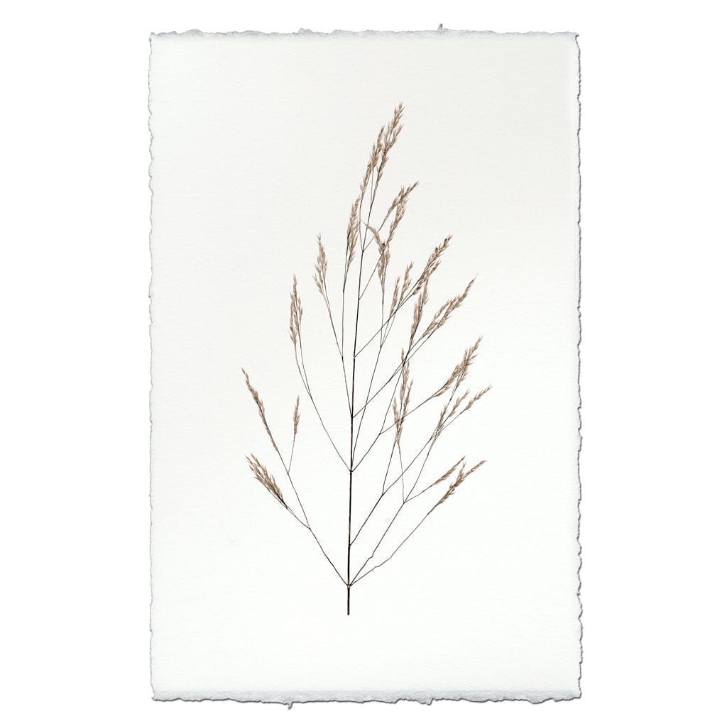 BARLOGA STUDIOS- fine photographs on intriguing papers Natural Forms Wheat Form