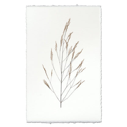 BARLOGA STUDIOS- fine photographs on intriguing papers Natural Forms Wheat Form