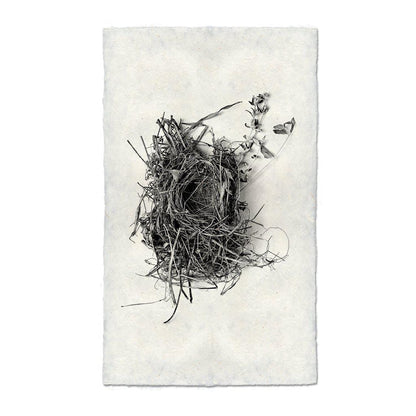 BARLOGA STUDIOS- fine photographs on intriguing papers nest Nest Study #1