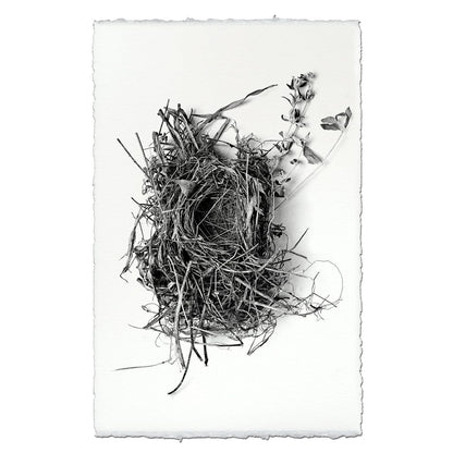 BARLOGA STUDIOS- fine photographs on intriguing papers nest Nest Study #1