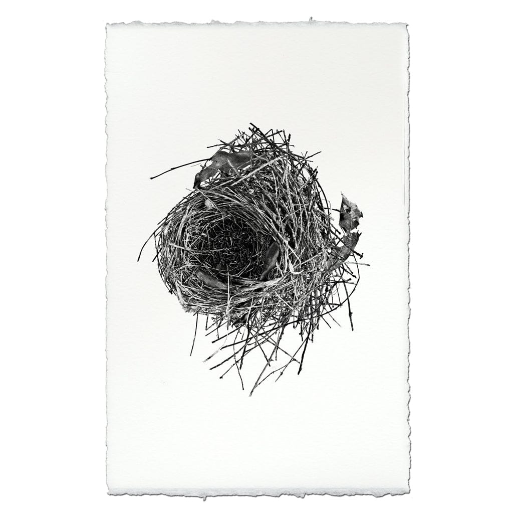 BARLOGA STUDIOS- fine photographs on intriguing papers nest Nest Study #10