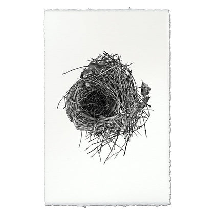 BARLOGA STUDIOS- fine photographs on intriguing papers nest Nest Study #10