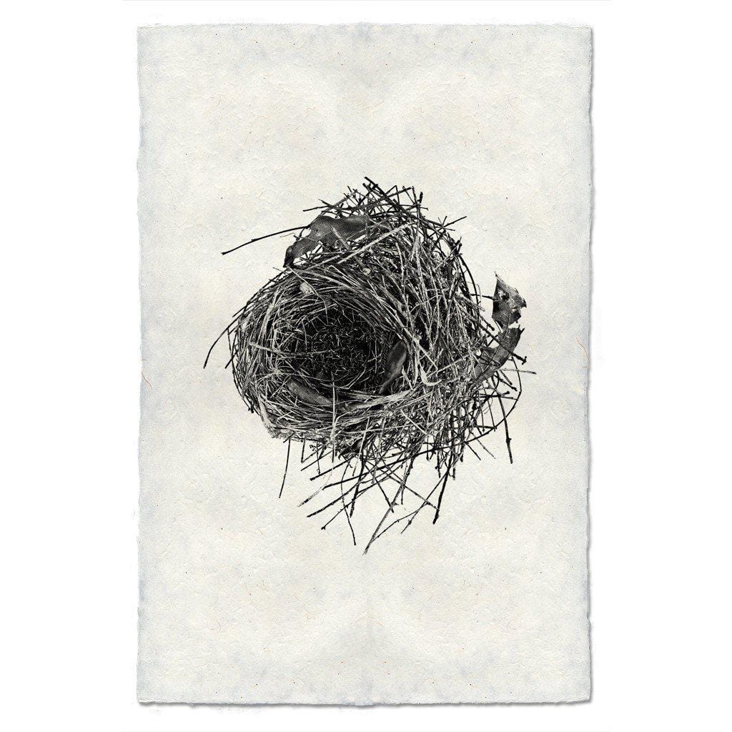 BARLOGA STUDIOS- fine photographs on intriguing papers nest Nest Study #10