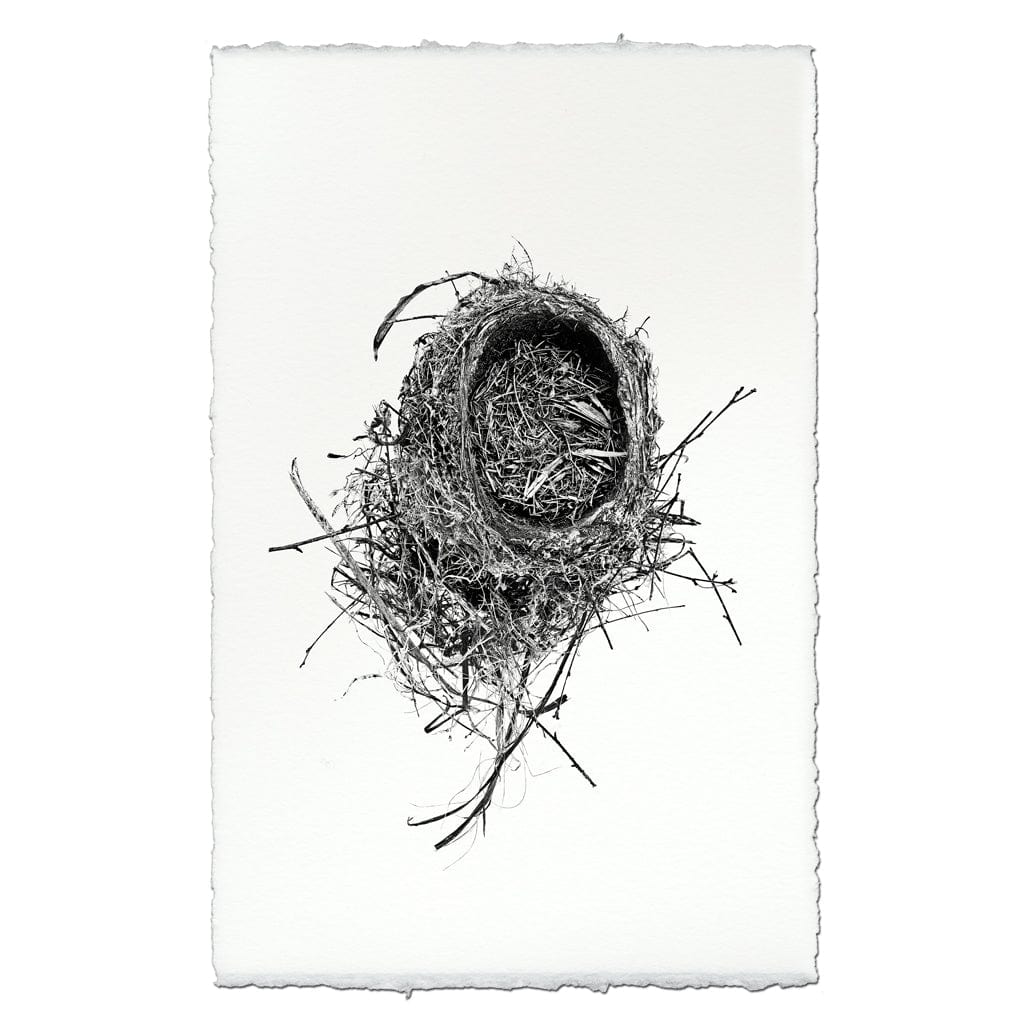 BARLOGA STUDIOS- fine photographs on intriguing papers nest Nest Study #11