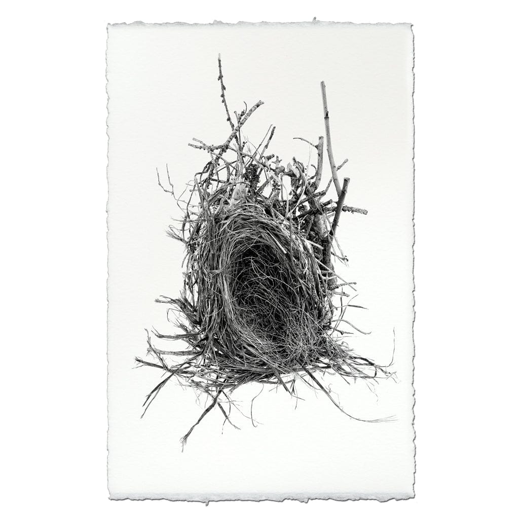 BARLOGA STUDIOS- fine photographs on intriguing papers nest Nest Study #12