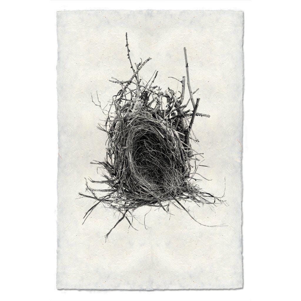 BARLOGA STUDIOS- fine photographs on intriguing papers nest Nest Study #12