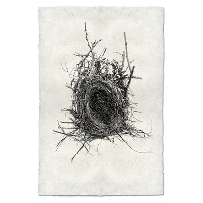 BARLOGA STUDIOS- fine photographs on intriguing papers nest Nest Study #12