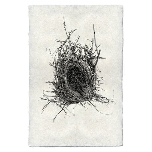 BARLOGA STUDIOS- fine photographs on intriguing papers nest Nest Study #12