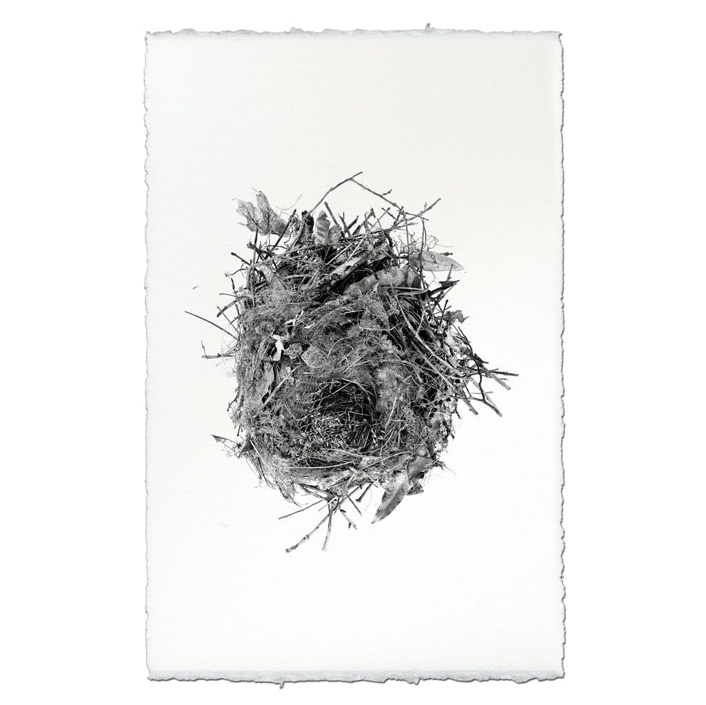 BARLOGA STUDIOS- fine photographs on intriguing papers nest Nest Study #13