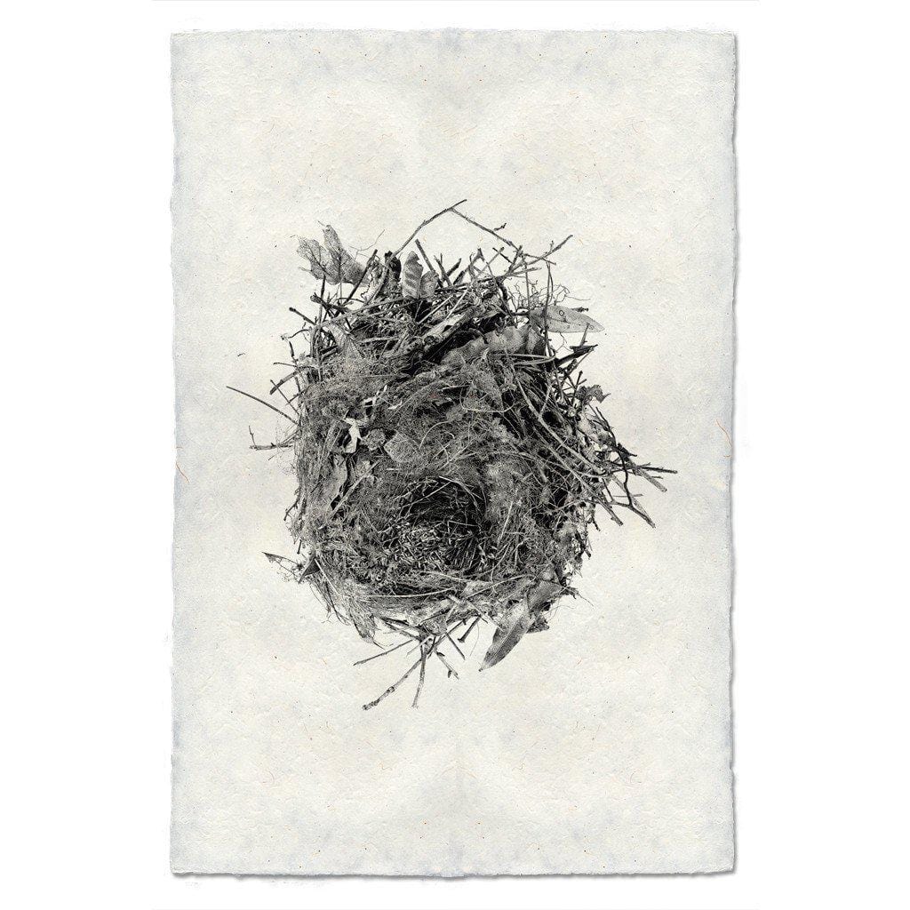 BARLOGA STUDIOS- fine photographs on intriguing papers nest Nest Study #13