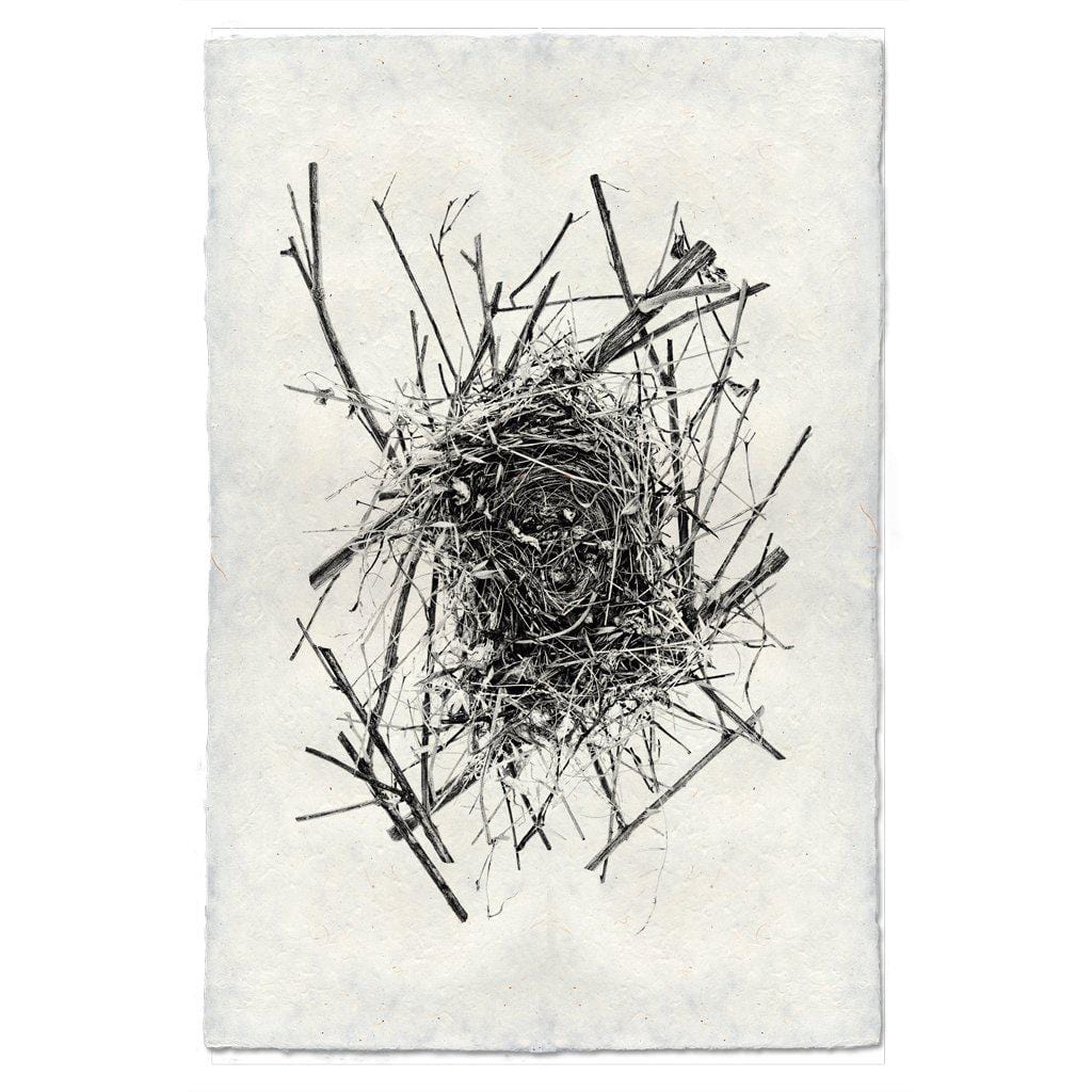 BARLOGA STUDIOS- fine photographs on intriguing papers nest Nest Study #14