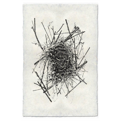 BARLOGA STUDIOS- fine photographs on intriguing papers nest Nest Study #14