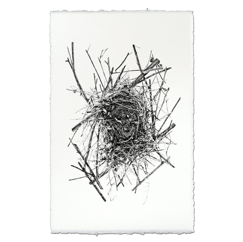 BARLOGA STUDIOS- fine photographs on intriguing papers nest Nest Study #14