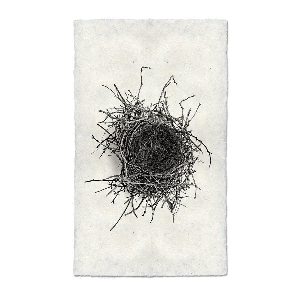 BARLOGA STUDIOS- fine photographs on intriguing papers nest Nest Study #2