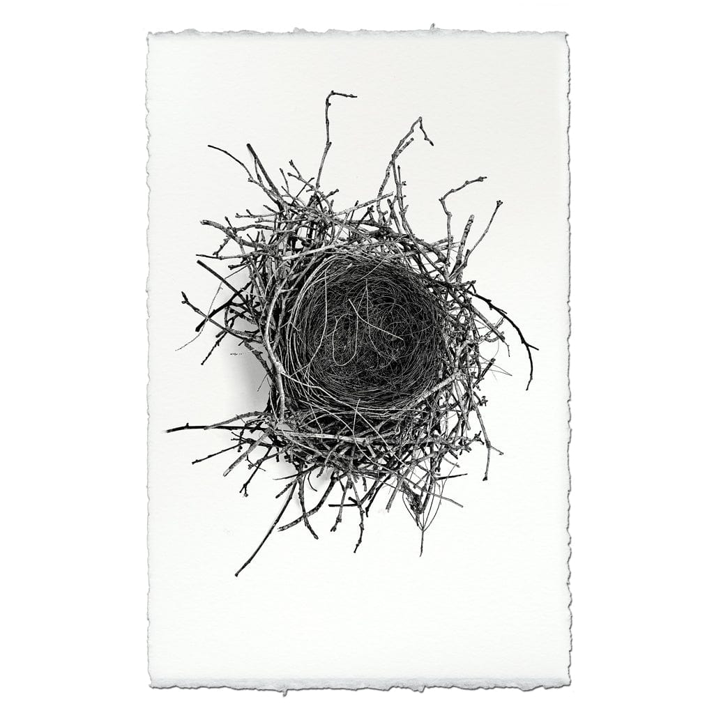 BARLOGA STUDIOS- fine photographs on intriguing papers nest Nest Study #2