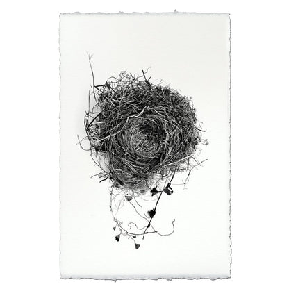 BARLOGA STUDIOS- fine photographs on intriguing papers nest Nest Study #3