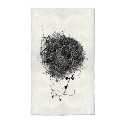 BARLOGA STUDIOS- fine photographs on intriguing papers nest Nest Study #3