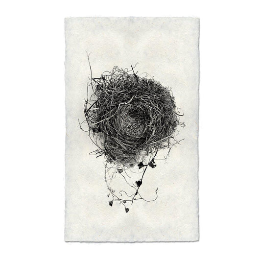 BARLOGA STUDIOS- fine photographs on intriguing papers nest Nest Study #3