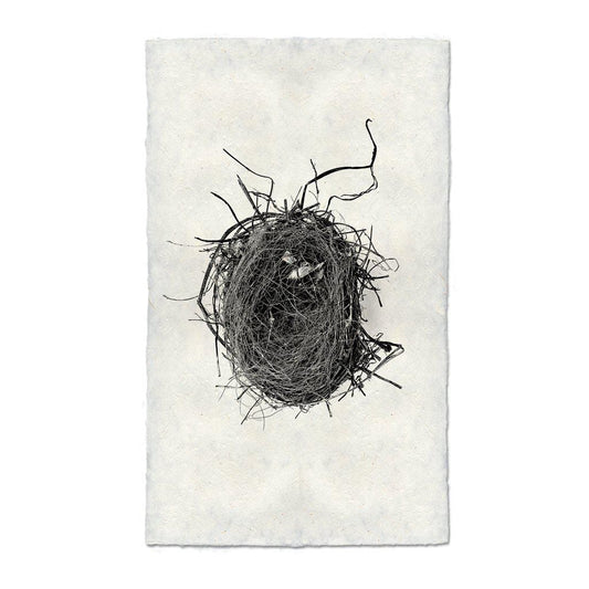 BARLOGA STUDIOS- fine photographs on intriguing papers nest Nest Study #4