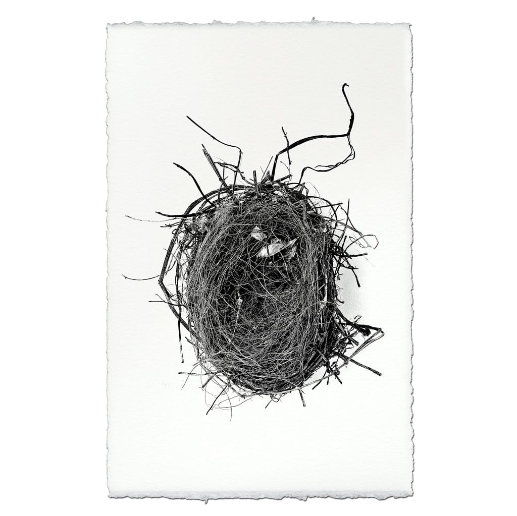 BARLOGA STUDIOS- fine photographs on intriguing papers nest Nest Study #4