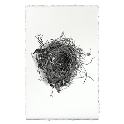 BARLOGA STUDIOS- fine photographs on intriguing papers nest Nest Study #5