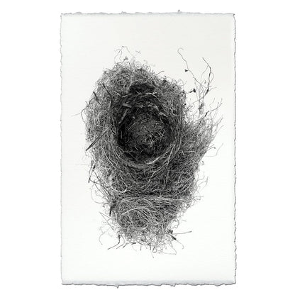 BARLOGA STUDIOS- fine photographs on intriguing papers nest Nest Study #6