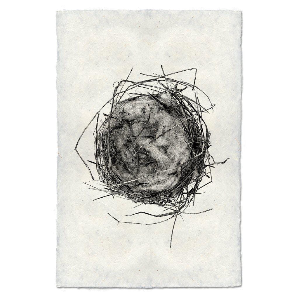 BARLOGA STUDIOS- fine photographs on intriguing papers nest Nest Study #7