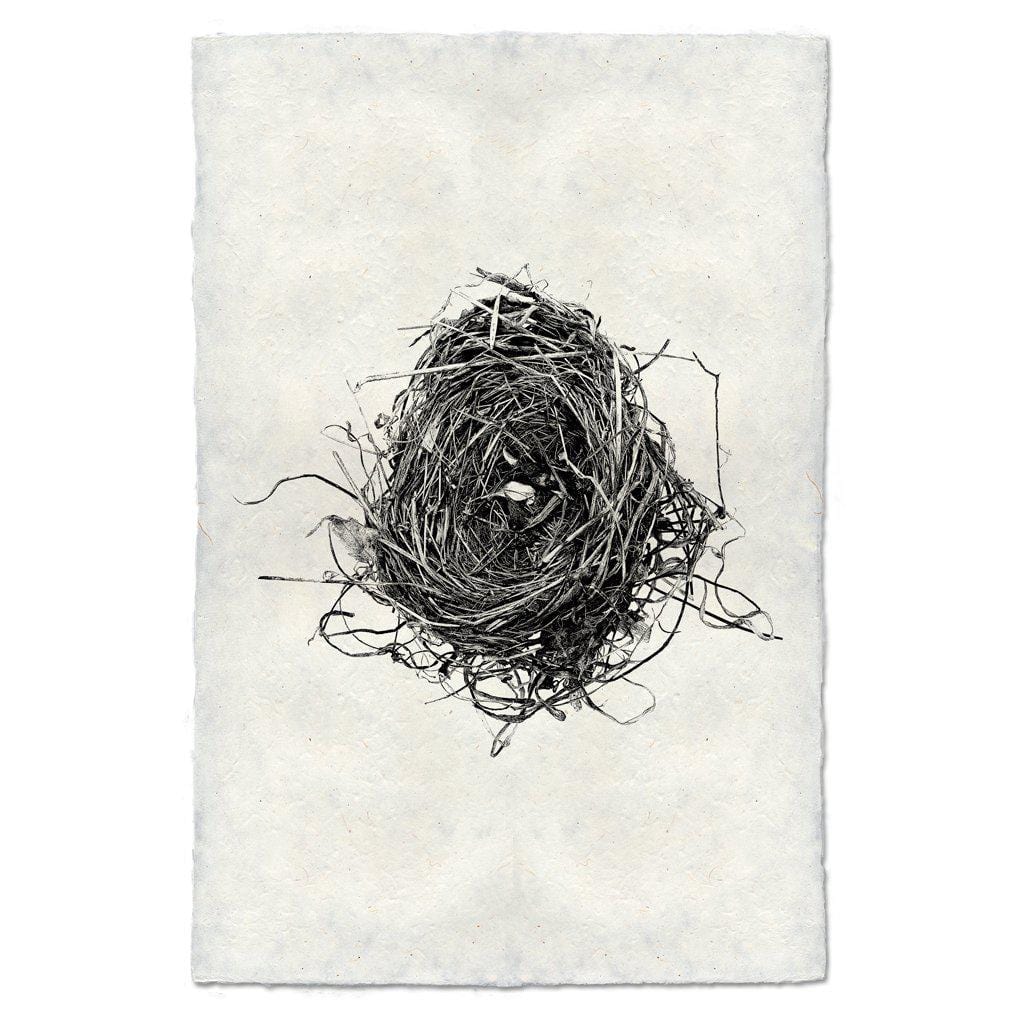 BARLOGA STUDIOS- fine photographs on intriguing papers nest Nest Study #8