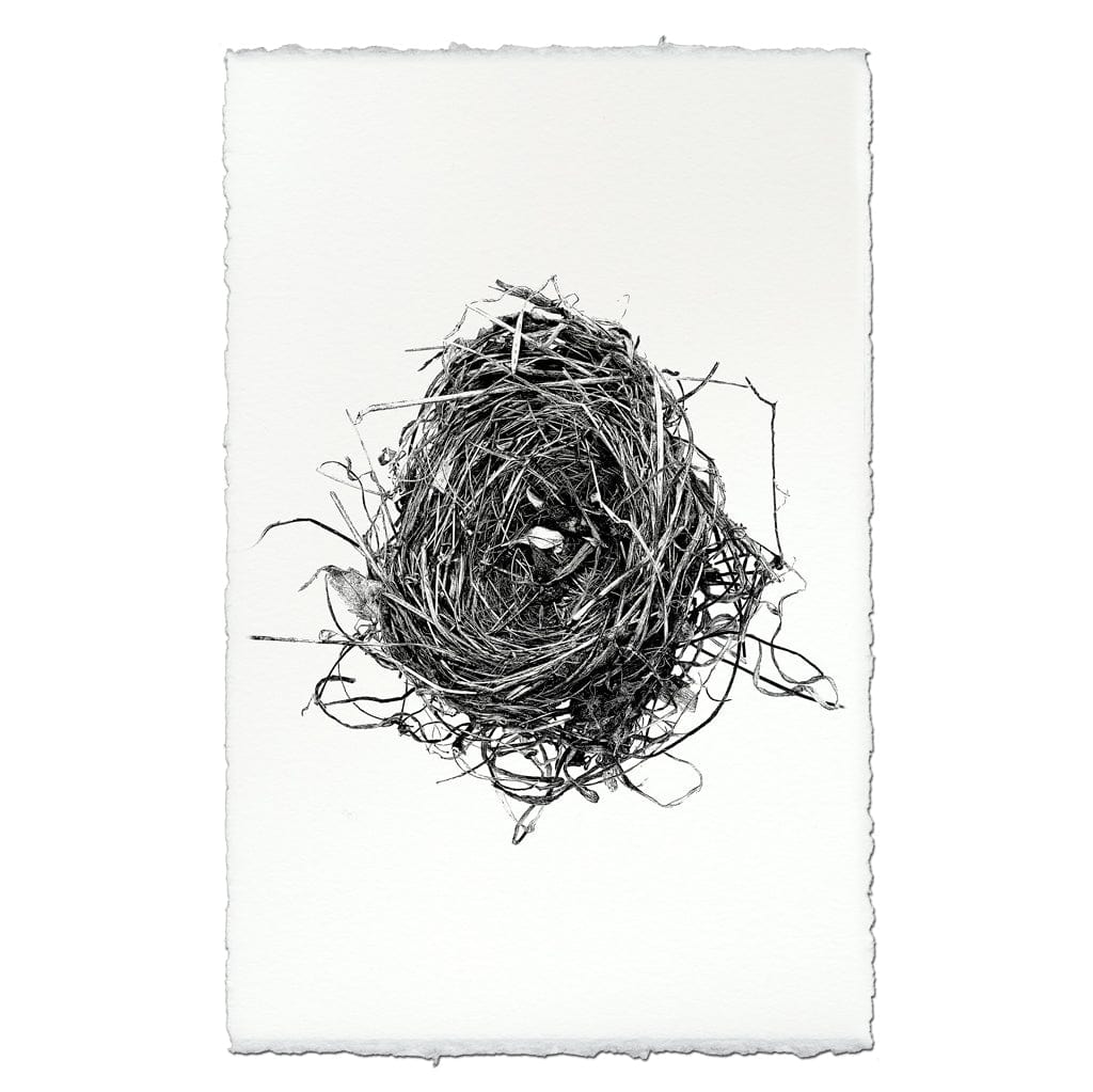 BARLOGA STUDIOS- fine photographs on intriguing papers nest Nest Study #8