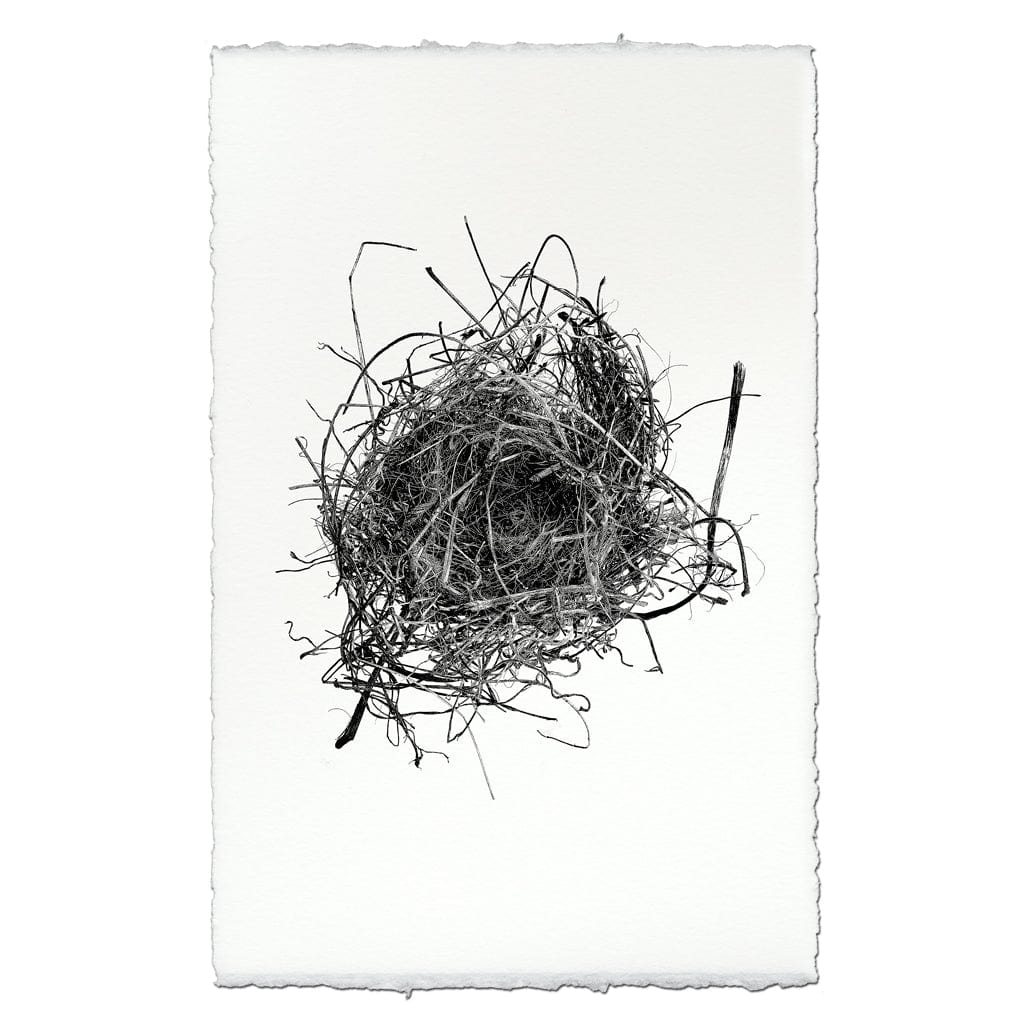 BARLOGA STUDIOS- fine photographs on intriguing papers nest Nest Study #9