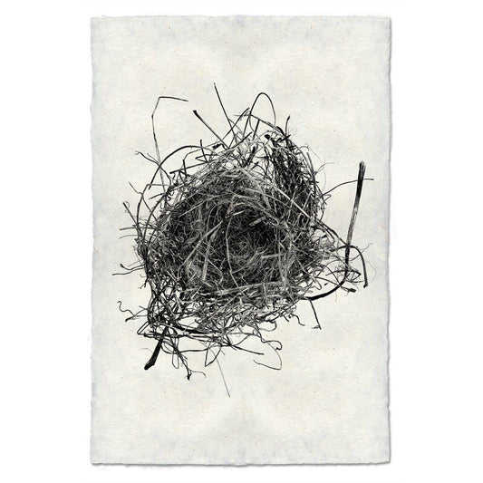 BARLOGA STUDIOS- fine photographs on intriguing papers nest Nest Study #9