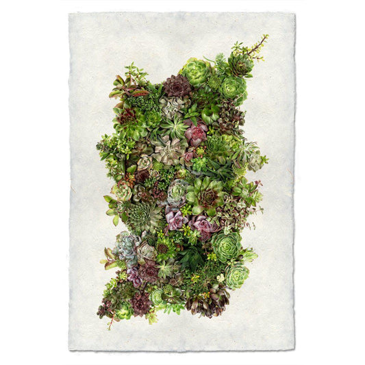 BARLOGA STUDIOS- fine photographs on intriguing papers succulent Collective Succulents