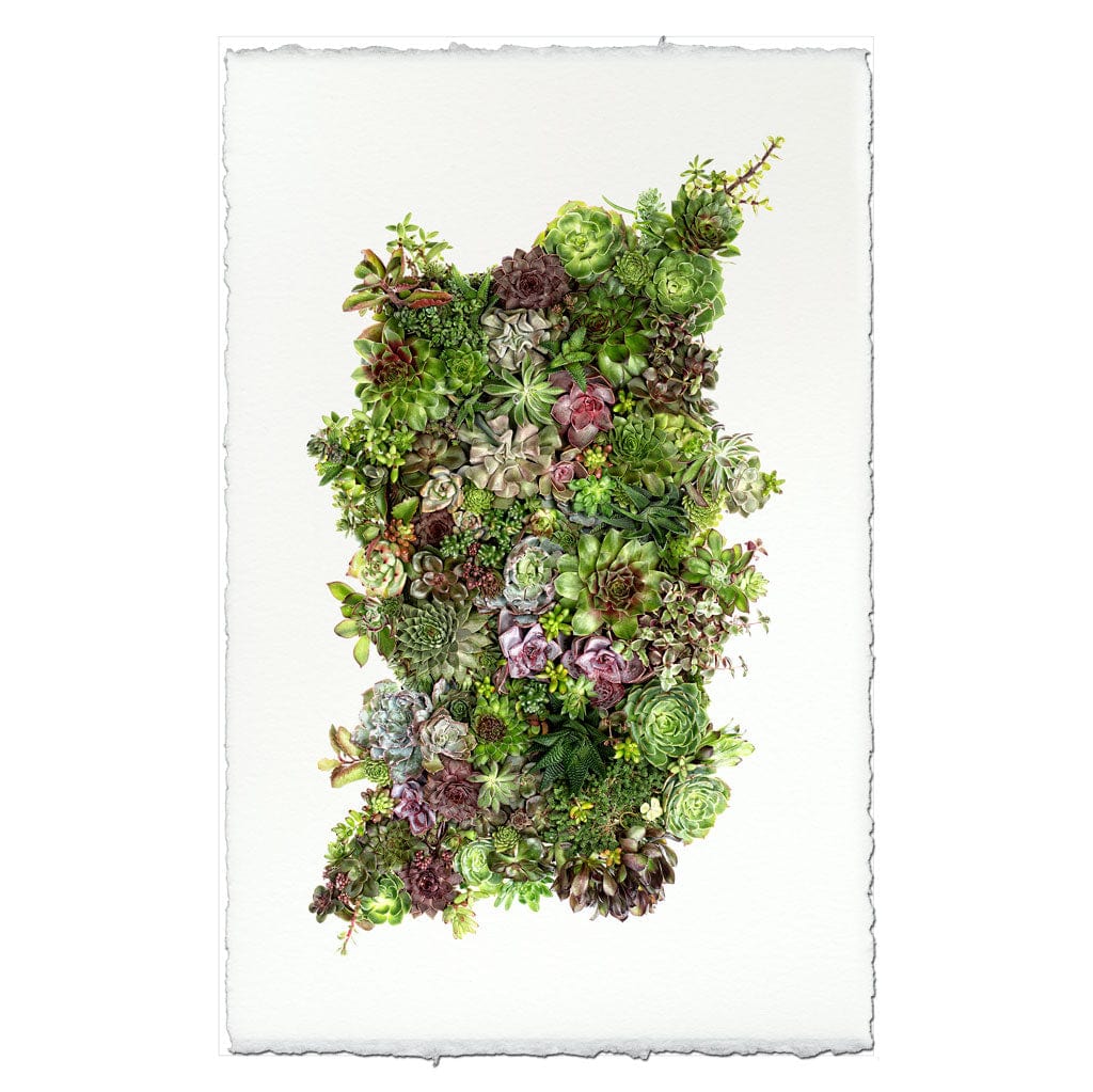 BARLOGA STUDIOS- fine photographs on intriguing papers succulent Collective Succulents